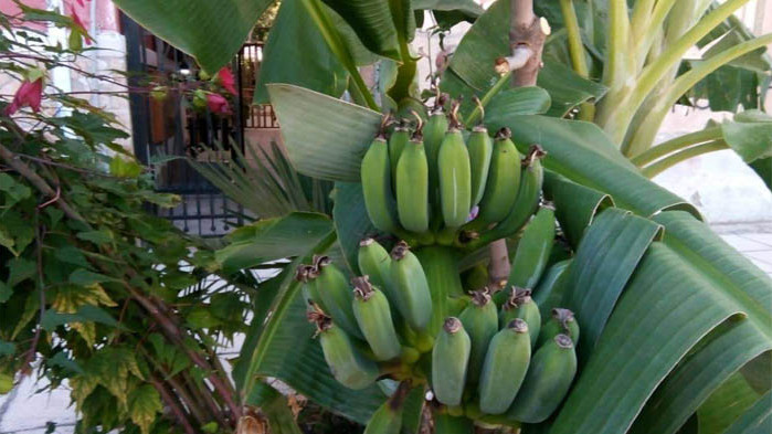 Free зеленчуково - плодова градина се появи в центъра на Варна